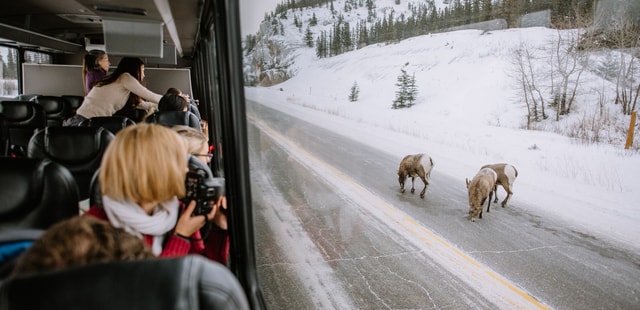 Winter wildlife tour